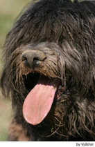 Bergamasco Dogs Breed - Information, Temperament, Size & Price | Lancaster Puppies