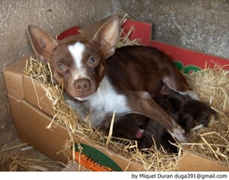 Ca Rater Mallorquí Dogs Raza - Características, Fotos & Precio | MundoAnimalia