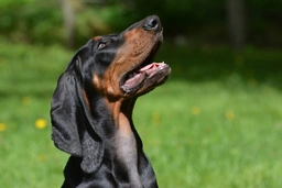 Coonhound Dogs Breed - Information, Temperament, Size & Price | Lancaster Puppies