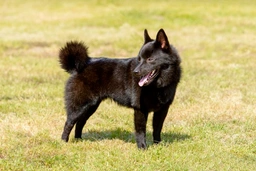 Schipperke Dogs Breed - Information, Temperament, Size & Price | Pets4Homes