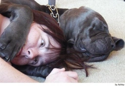 Mastino Napoletano Dogs Ras: Karakter, Levensduur & Prijs | Puppyplaats