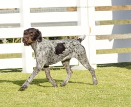German Wirehaired Pointer Dogs Breed - Information, Temperament, Size & Price | Lancaster Puppies
