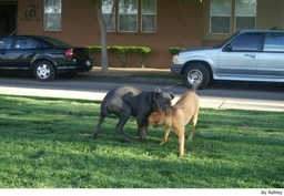 Mastino Napoletano Dogs Ras: Karakter, Levensduur & Prijs | Puppyplaats