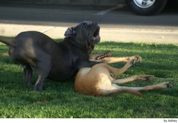 Mastino Napoletano Dogs Ras: Karakter, Levensduur & Prijs | Puppyplaats