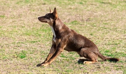 Kelpie Australiano Dogs Razza - Prezzo, Temperamento & Foto | AnnunciAnimali