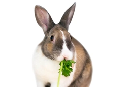 Tri Coloured Dutch Rabbits Breed - Information, Temperament, Size & Price | Pets4Homes