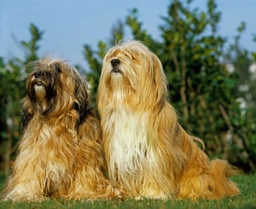 Terrier Tibetano Dogs Raza - Características, Fotos & Precio | MundoAnimalia