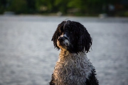 Portuguese Water Dog Dogs Breed - Information, Temperament, Size & Price | Lancaster Puppies
