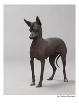 Perro Sin Pelo de Perú Dogs Raza - Características, Fotos & Precio | MundoAnimalia