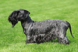 Cesky Terrier Dogs Breed - Information, Temperament, Size & Price | Pets4Homes