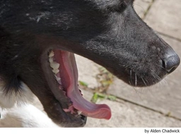 Akita Dogs Breed - Information, Temperament, Size & Price | Lancaster Puppies