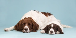 Perdiguero de Drente Dogs Raza - Características, Fotos & Precio | MundoAnimalia