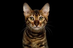 Toyger Cats Razza - Prezzo, Temperamento & Foto | AnnunciAnimali
