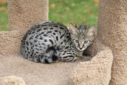 Savannah Cats Razza - Prezzo, Temperamento & Foto | AnnunciAnimali