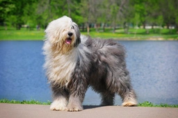 Old English Sheepdog Dogs Breed - Information, Temperament, Size & Price | Pets4Homes