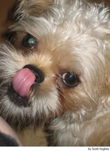 Griffon Bruxellois Dogs Breed - Information, Temperament, Size & Price | Pets4Homes