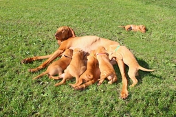 Hungarian Vizsla Dogs Breed - Information, Temperament, Size & Price | Pets4Homes