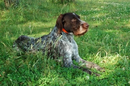 German Wirehaired Pointer Dogs Breed - Information, Temperament, Size & Price | Lancaster Puppies