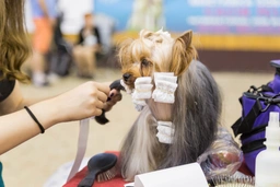 Yorkshire Terrier Dogs Raza - Características, Fotos & Precio | MundoAnimalia