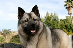 Norwegian Elkhound Dogs Breed - Information, Temperament, Size & Price | Lancaster Puppies