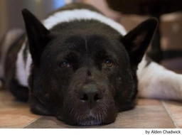 Akita Dogs Breed - Information, Temperament, Size & Price | Lancaster Puppies