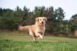 Golden Retriever Dogs Breed - Information, Temperament, Size & Price | Pets4Homes
