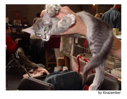 Javanés Cats Raza - Características, Fotos & Precio | MundoAnimalia