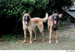 Mechelse Herder Dogs Ras: Karakter, Levensduur & Prijs | Puppyplaats