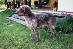 German Wirehaired Pointer Dogs Breed - Information, Temperament, Size & Price | Lancaster Puppies