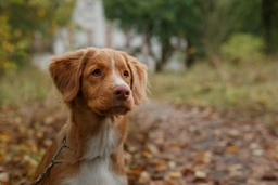 Nova Scotia Duck Tolling Retriever Dogs Breed - Information, Temperament, Size & Price | Lancaster Puppies