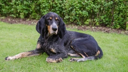 Segugio Svizzero Dogs Razza - Prezzo, Temperamento & Foto | AnnunciAnimali