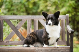 Welsh Corgi Cardigan Dogs Breed - Information, Temperament, Size & Price | Lancaster Puppies