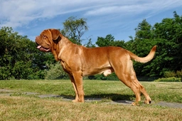 Dogue De Bordeaux Dogs Breed - Information, Temperament, Size & Price | Lancaster Puppies