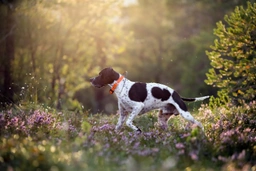 Pointer Dogs Ras: Karakter, Levensduur & Prijs | Puppyplaats