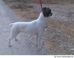 Ratonero Bodeguero Andaluz Dogs Raza - Características, Fotos & Precio | MundoAnimalia