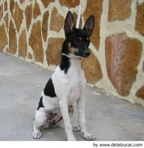 Gos Rater Valencià Dogs Raza - Características, Fotos & Precio | MundoAnimalia