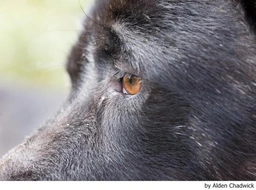 Akita Dogs Breed - Information, Temperament, Size & Price | Lancaster Puppies