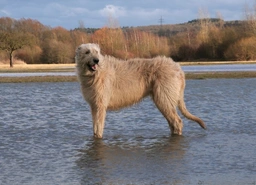 Irish Wolfhound Dogs Breed - Information, Temperament, Size & Price | Pets4Homes