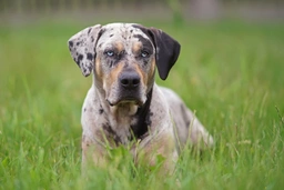Catahoula Leopard Dog Dogs Breed - Information, Temperament, Size & Price | Pets4Homes