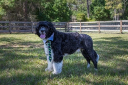 Portuguese Water Dog Dogs Breed - Information, Temperament, Size & Price | Lancaster Puppies