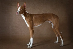 Ibizan Hound Dogs Breed - Information, Temperament, Size & Price | Pets4Homes