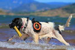 Landseer Dogs Raza - Características, Fotos & Precio | MundoAnimalia