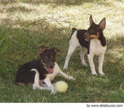 Gos Rater Valencià Dogs Raza - Características, Fotos & Precio | MundoAnimalia