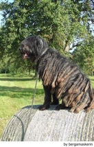 Bergamasco Dogs Breed - Information, Temperament, Size & Price | Lancaster Puppies
