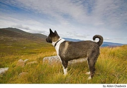 Akita Dogs Breed - Information, Temperament, Size & Price | Lancaster Puppies