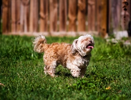 Shihpoo Dogs Ras: Karakter, Levensduur & Prijs | Puppyplaats