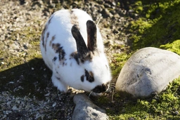 Rhinelander Rabbits Breed - Information, Temperament, Size & Price | Pets4Homes