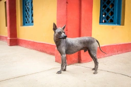 Perro Sin Pelo de Perú Dogs Raza - Características, Fotos & Precio | MundoAnimalia