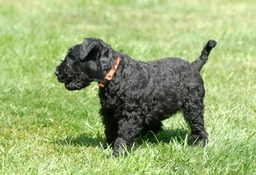 Kerry Blue Terrier Dogs Breed - Information, Temperament, Size & Price | Lancaster Puppies