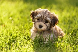 Havanese Dogs Breed - Information, Temperament, Size & Price | Lancaster Puppies